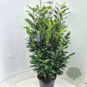 Prunus l. Elly 125-150 cm 15L
