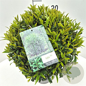 Prunus l. Sofia 30-35 cm 10L bol