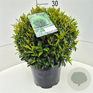 Prunus l. Sofia 30-35 cm 10L bol