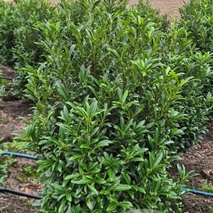 Prunus l. Sofia 80-100 cm met kluit extra