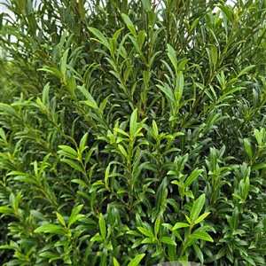 Prunus l. Sofia 200-225 cm draadkluit extra