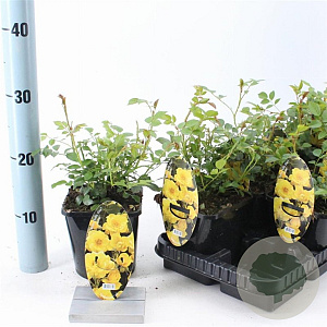 Rosa Spelarosa Dolly Dot 10-15 cm C1.5