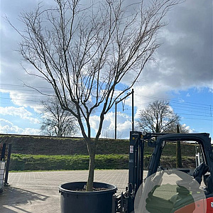 Acer palmatum 500-550 cm cont. 1000L solitair