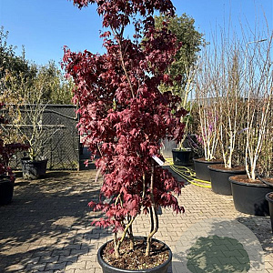 Acer pal. 'Bloodgood' 150-200 cm container 3 stam solitair
