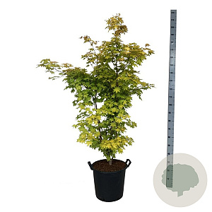Acer pal. 'Summer Gold' 100-125 cm 30L extra