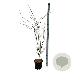 Acer pal. 'Summer Gold' 125-150 cm 15L