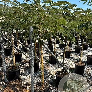 Albizia julibr. Ombrella halfstam 18L 100 cm stam