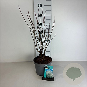 Amelanchier lamarckii 50-60 cm 35L