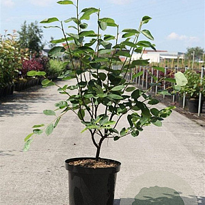 Amelanchier lamarckii 100-125 cm 10L