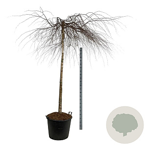 Betula p. 'Youngii' 180 cm stam cont. 130L extra