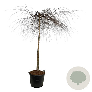 Betula p. 'Youngii' 180 cm stam cont. 130L extra