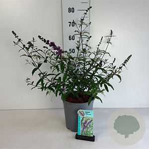 Buddleja d. 'Border Beauty' 40-50 cm 6,5L