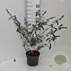 Buddleja d. 'Royal Red' 40-50 cm 3,0L