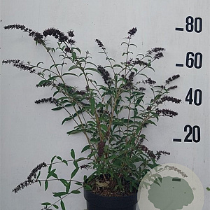 Buddleja d. 'Royal Red' 60-80 cm 10L