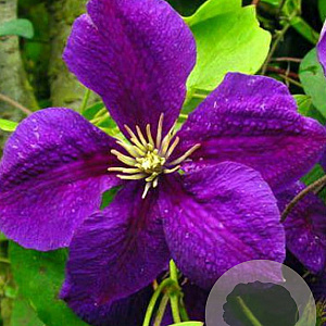 Clematis 'Jackmanii Superba' 80 cm rozenpot 2L