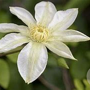 Clematis 'Wada's Primrose' 80 cm rozenpot 2L