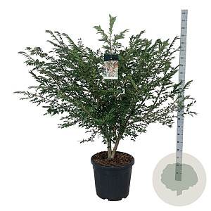 Euonymus alatus 125-150 cm cont. 55L extra