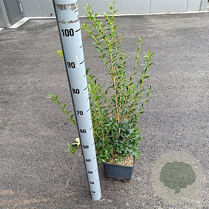 Osmanthus burkwoodii 60-80 cm 5,0L