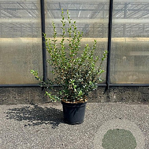 Osmanthus burkwoodii 60-80 cm 5,0L