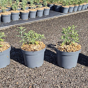 Perovskia 'Blue Spire' GM C3