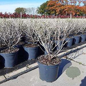 Perovskia 'Blue Spire' GM C3