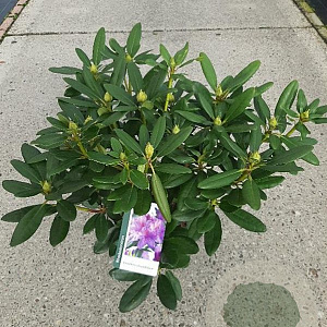 Rhododendron 'Catawb. Grandiflorum' 40-60 cm 5,0L