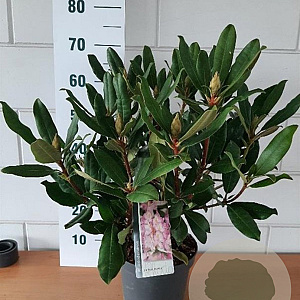Rhododendron pont. 'Roseum' 40-50 cm 5,0L