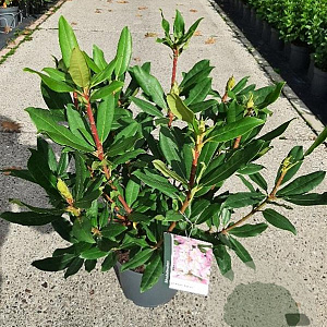 Rhododendron pont. 'Roseum' 40-50 cm 5,0L