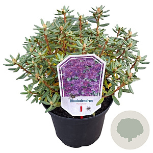 Rhododendron russatum 25-30 cm 3,5L