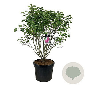 Syringa v. 'And. an Ludwig Späth' 125-150 cm cont. 90L extra