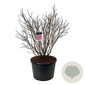 Syringa v. 'And. an Ludwig Späth' 125-150 cm cont. 230L solitair