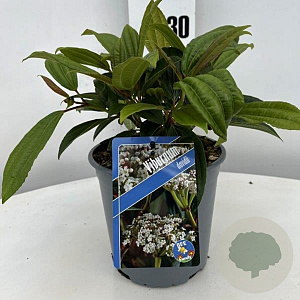 Viburnum davidii GM C3