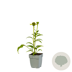 Echinacea p. 'Green Jewel' GM  P11