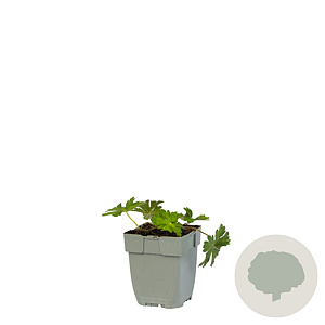 Geranium 'Azure Rush' GM  P11