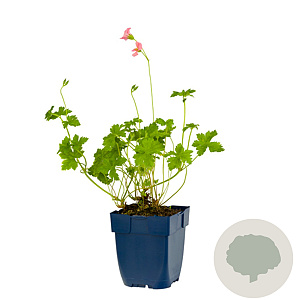 Geranium 'Orkney Pink' GM  P11