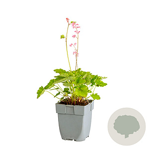 Heucherella Pink Revolution GM  P11