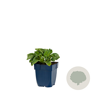 Hosta 'Blue Mouse Ears' GM  P11