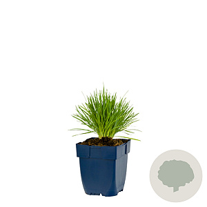 Koeleria glauca GM  P11