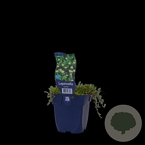 Leptinella squalida GM  P11