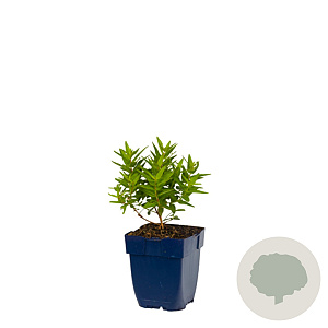 Lythrum sal. 'Robert' GM  P11