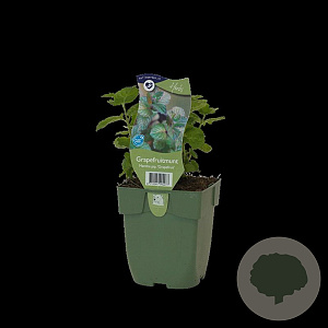 Mentha piperita 'Grapefruit' GM  P11