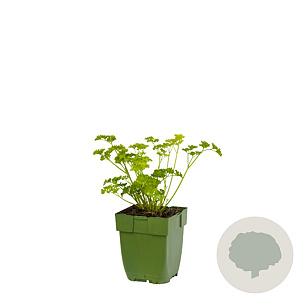 Petroselinum crispum GM  P11