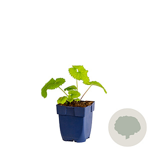 Phlomis tuberosa 'Amazone' GM  P11