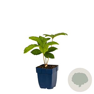 Rodgersia aesculifolia GM  P11