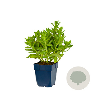 Sedum 'Carl' GM  P11