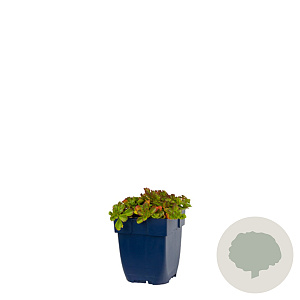 Sedum spurium 'Schorbuser Blut' GM  P11