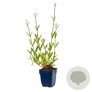 Verbena bonariensis GM  P11