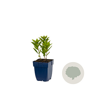 Veronicastrum virg. 'Pink Glow' GM  P11