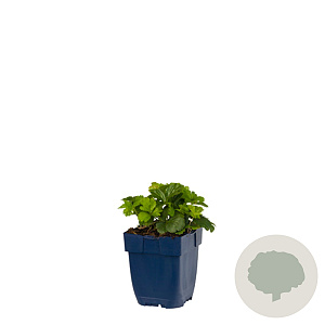 Waldsteinia ternata GM  P11