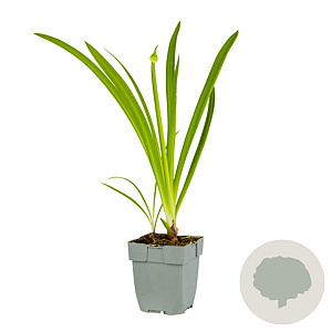 Agapanthus 'Pretty Heidy' GM  P11